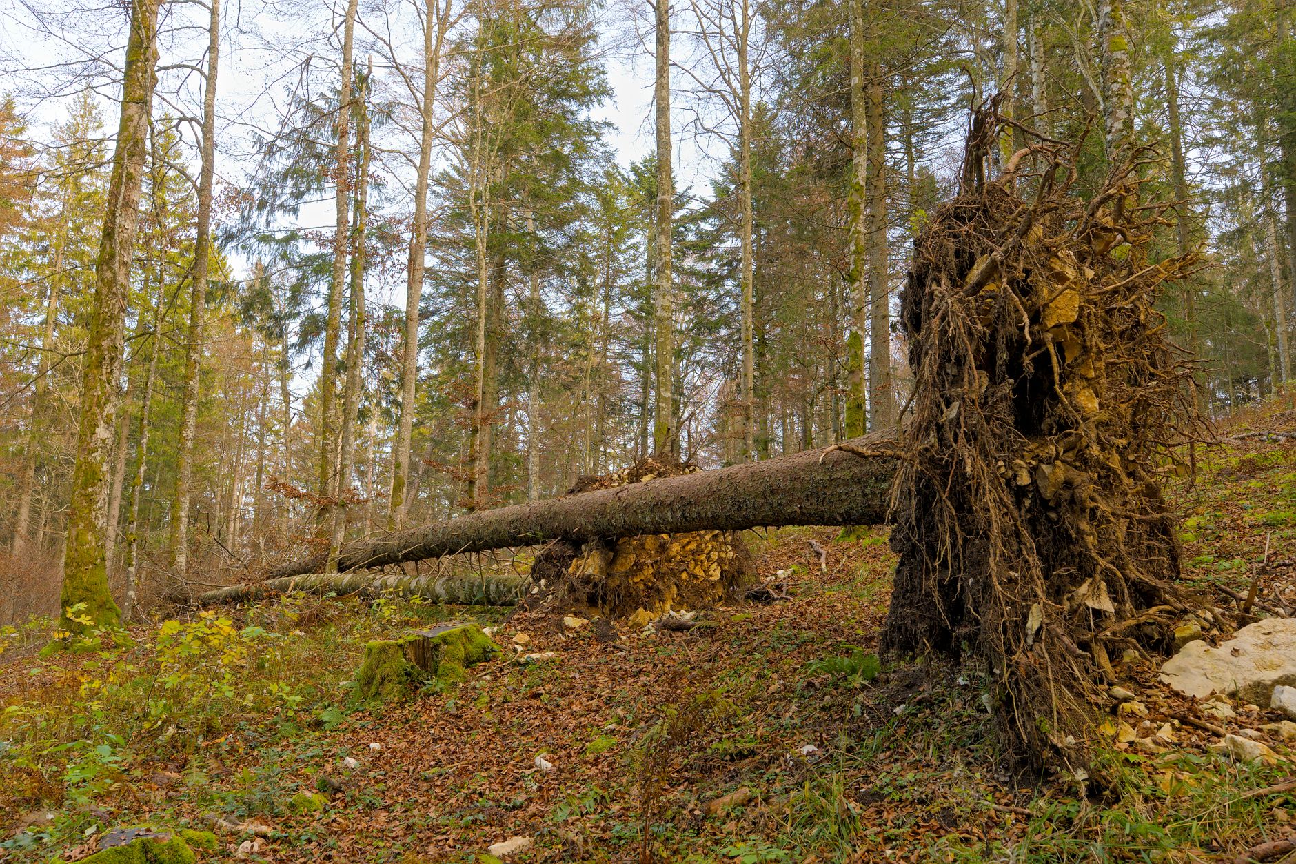 Enlèvement arbre urgence à Évry-Courcouronnes